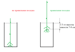 Сроки укоренения черенков винограда