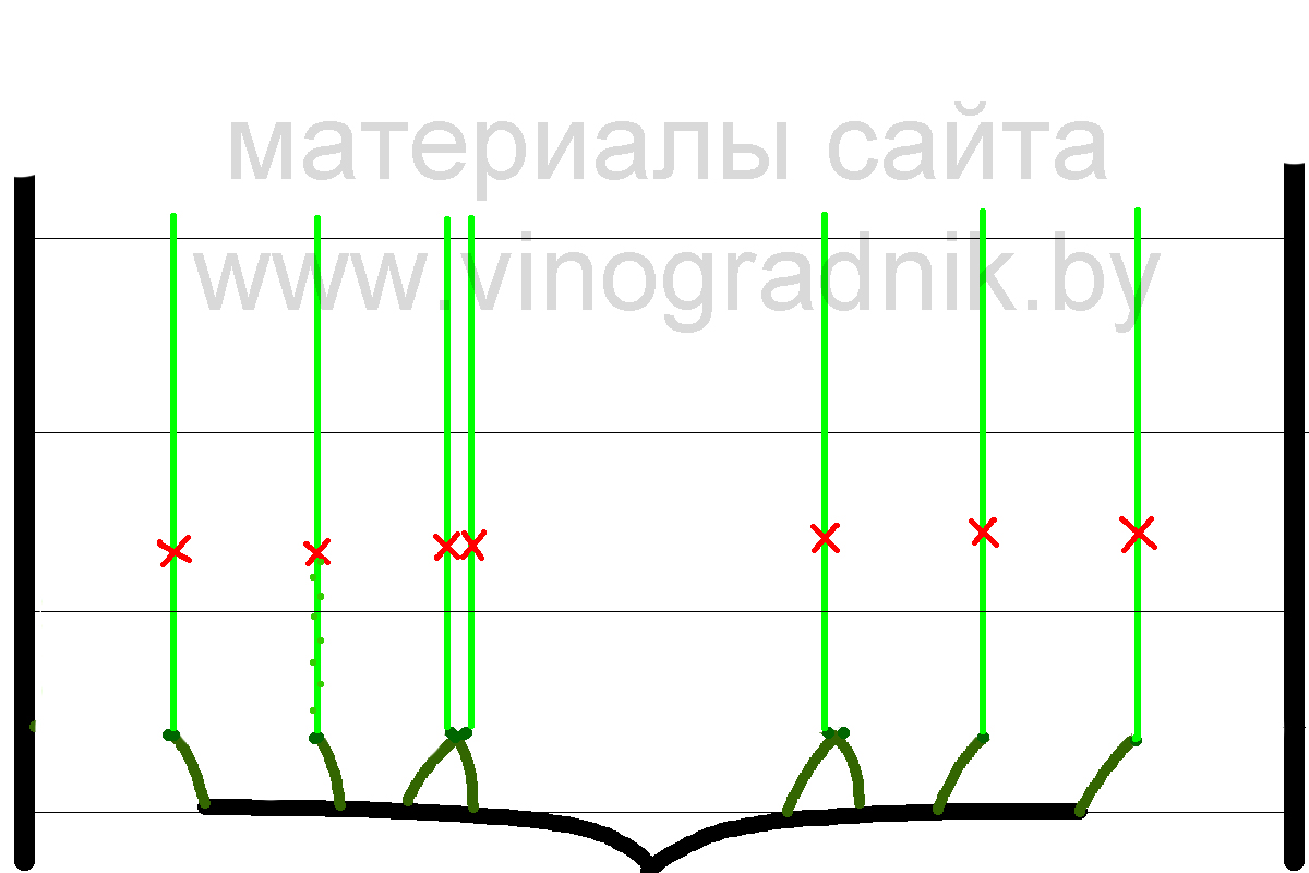 Горизонтальный кордон винограда схема и размеры