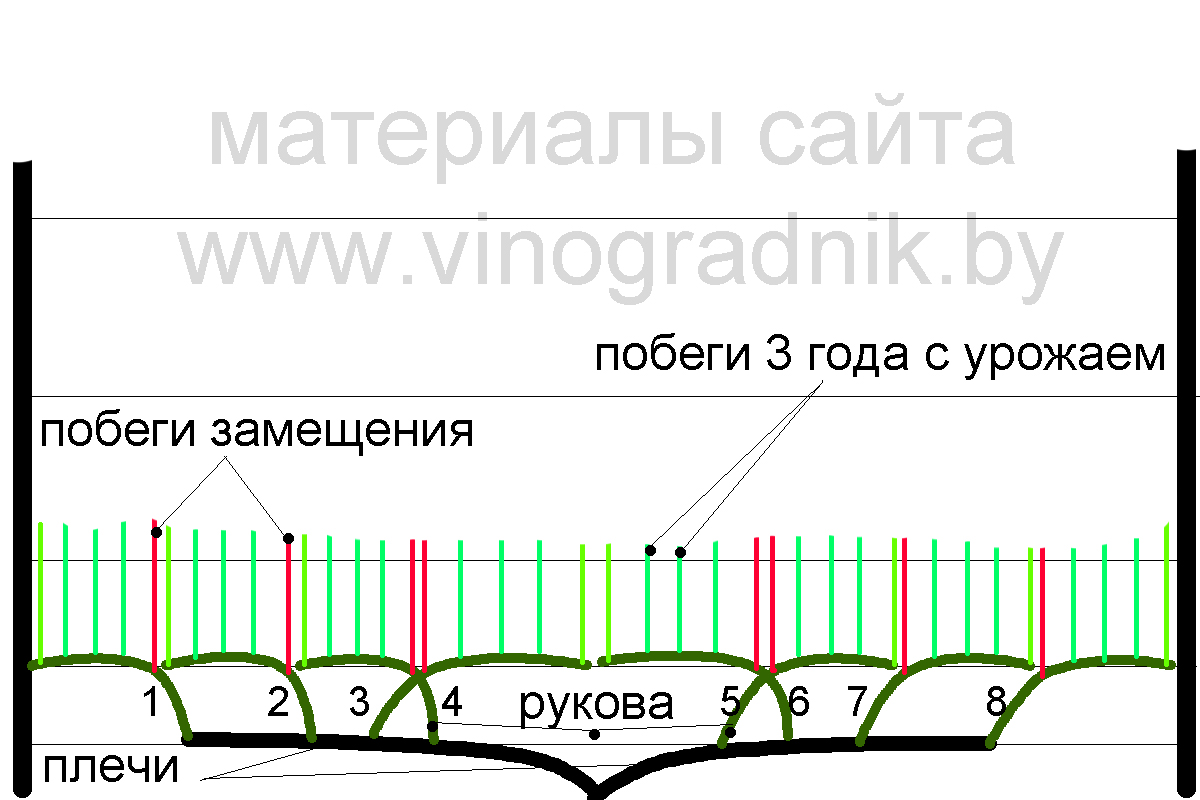 Горизонтальный кордон винограда схема